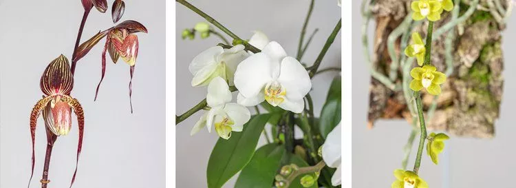 Meyer Orchideen AG